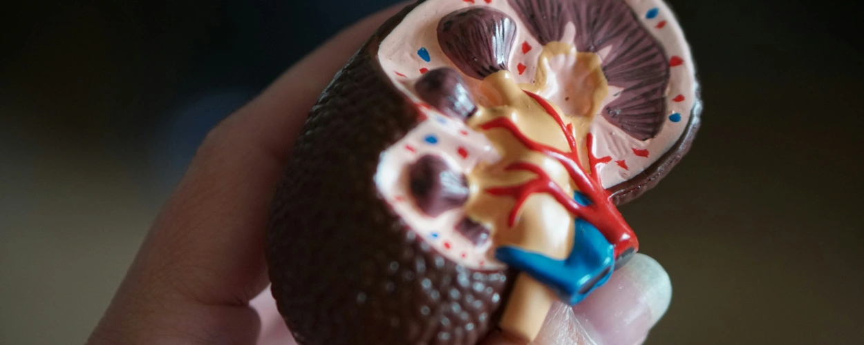 Wie funktionieren die Nieren?